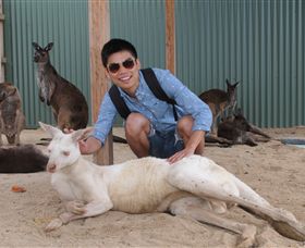 Maru Koala And Animal Park - Accommodation QLD 2