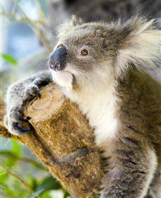 Maru Koala And Animal Park - Accommodation QLD 1