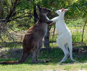 Maru Koala And Animal Park - Accommodation QLD 5