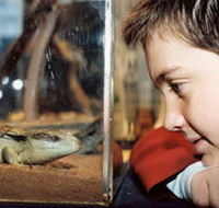 Canberra Reptile Zoo - Accommodation QLD