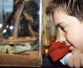 Canberra Reptile Zoo - Accommodation QLD 0