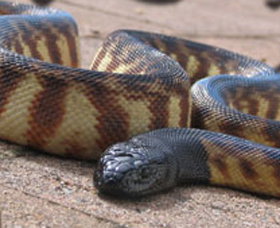 Canberra Reptile Zoo - Accommodation QLD 1