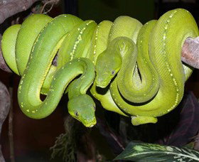 Canberra Reptile Zoo - Accommodation QLD 2