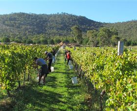 Savina Lane Premum Wines - Accommodation QLD 1