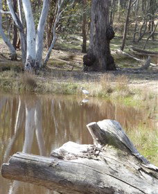 Mulligans Flat - Accommodation QLD 0