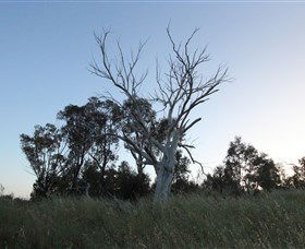 Cooleman Ridge - Accommodation QLD 1