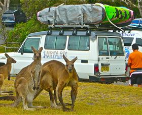 Surfaris Surf Camp - Accommodation QLD 3