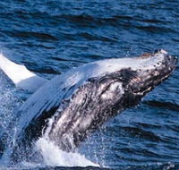 Sydney Eco Whale Watching - Accommodation QLD