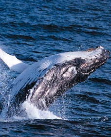 Sydney Eco Whale Watching - Accommodation QLD 0