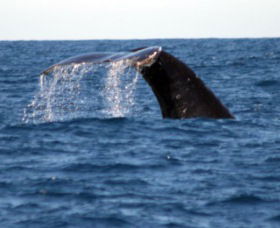 Sydney Eco Whale Watching - Accommodation QLD 1