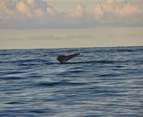 Sydney Eco Whale Watching - Accommodation QLD 2