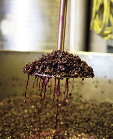 Quealy Winemakers - Accommodation QLD 6