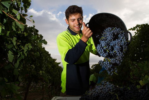 Clonakilla Wines - Accommodation QLD 3
