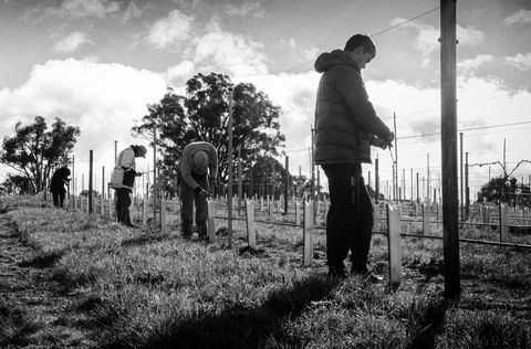 Clonakilla Wines - Accommodation QLD 4