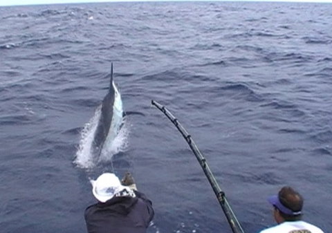 Amokura Charters - Accommodation QLD 0