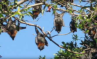 Blackbutt Reserve - Accommodation QLD 1