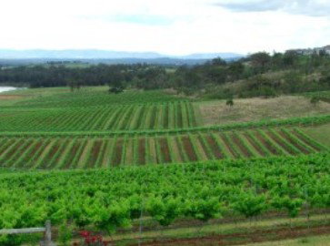Hunter Vineyard Tours - Accommodation QLD 2