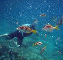 Imagine Cruises - Accommodation QLD