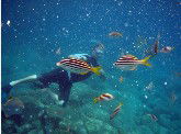 Imagine Cruises - Accommodation QLD 0