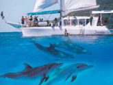 Imagine Cruises - Accommodation QLD 2