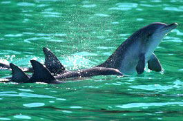 Sydney Weekend Adventures - Accommodation QLD 1