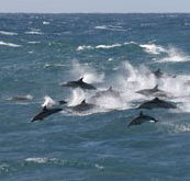Tamboi Queen Cruises - Accommodation QLD