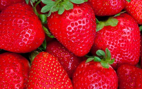 Newcastle City Farmers Markets - Accommodation QLD 2