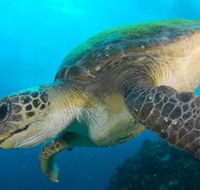 Byron Bay Dive Centre - Accommodation QLD