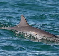 Byron Bay Dolphin Wildlife Tours - Accommodation QLD