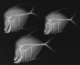 X-Ray Vision: Fish Inside Out - Accommodation QLD 0