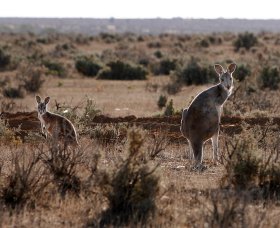 Silver City Tours - Accommodation QLD 1