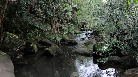 Lane Cove National Park - Accommodation QLD 3