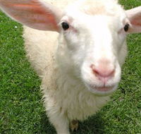 Golden Ridge Animal Farm - Accommodation QLD