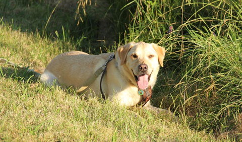 Rouse Hill Regional Park - Accommodation QLD 1