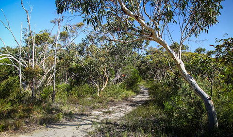 Aboriginal Heritage Walk - Accommodation QLD 2