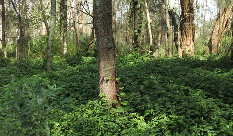 Second Ponds Creek Walk - Accommodation QLD 1