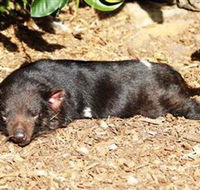 Symbio Wildlife Park - Accommodation QLD