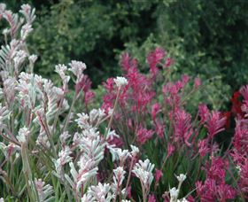 Mt Penang Gardens - Accommodation QLD 1