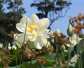Mt Penang Gardens - Accommodation QLD 2
