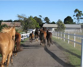 Darkes Forest Riding Ranch - Accommodation QLD 1