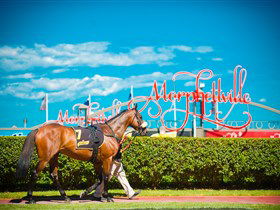 Morphettville Racecourse - Accommodation QLD 3