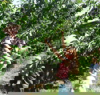 Forest Range Cherries - Accommodation QLD