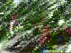 Forest Range Cherries - Accommodation QLD 0