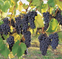 Hills Short Wine and Food Trail - Accommodation QLD