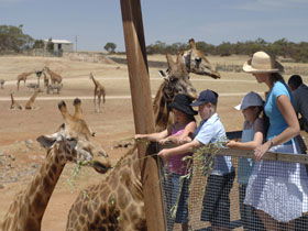 Monarto Open Range Zoo - Accommodation QLD 0