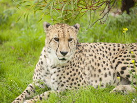 Monarto Open Range Zoo - Accommodation QLD 3