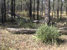 Chudleigh Park Gem Fields - Accommodation QLD 2