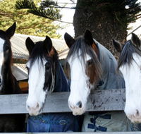 Victor Harbor Horse Drawn Tramway - Accommodation QLD