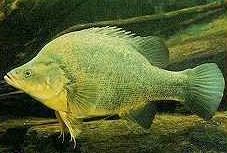 Charleville - Bakers Bend Warrego River Fishing Spot - Accommodation QLD 2