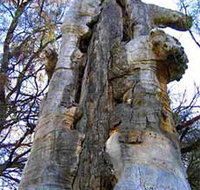 Junction Island Nature Reserve Canoe Tree and Walking Track - Accommodation QLD